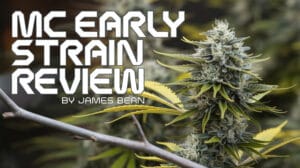 Mc-early-strain-review - Seeds Here Now Mc Early Strain Review