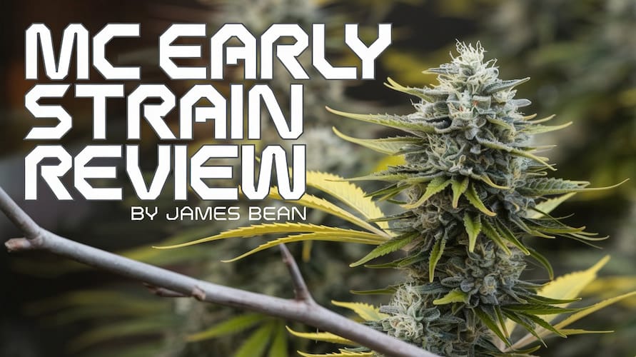 MC Early Strain Review: A Journey Through Creativity and Calm