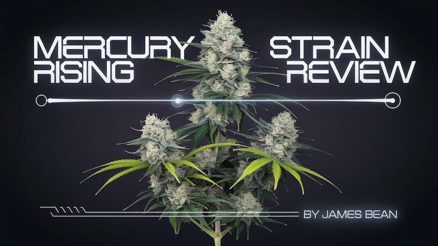 Mercury Rising Strain Review: A Stellar Hybrid