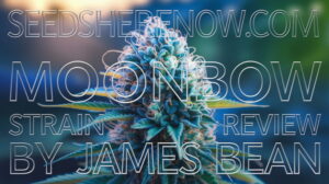 Moonbow-strain-review - Seeds Here Now Moonbow Strain Review