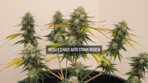 Neville'S Haze Auto Strain Review And Information – Neville's Haze Auto strain review