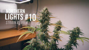 Northern Lights #10 Strain Review: A Modern Classic – Northern Lights #10 strain review