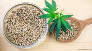 Understanding regular, feminized, and autoflower seeds