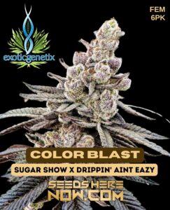Color Blast (feminized) - Exotic Genetix