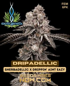 Dripadellic (feminized) - Exotic Genetix