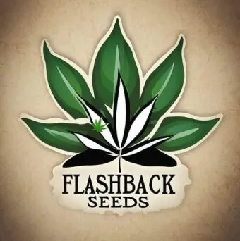 FLASHBACK SEEDS