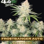 Frostbanger (Autoflower) - Fast Buds
