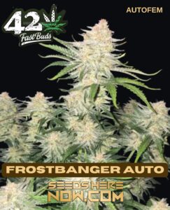 Frostbanger Auto (autoflower) - Fast Buds