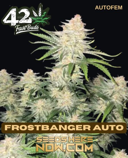 Frostbanger auto (autoflower) - fast buds