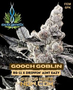 Gooch Goblin (feminized) - Exotic Genetix