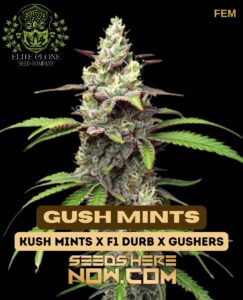 Gush Mints S1 (feminized) - Elite Clone Seed Company