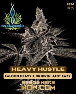 Heavy Hustle (feminized) - Exotic Genetix