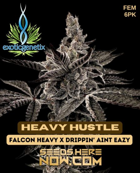 Heavy Hustle (feminized) - Exotic Genetix