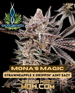 Mona’s Magic (feminized) - Exotic Genetix