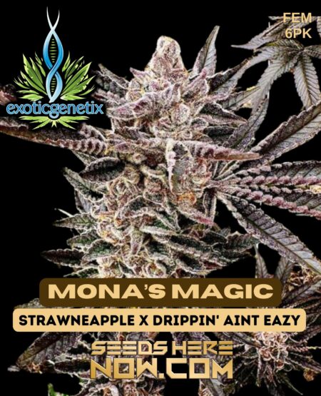 Mona’s magic (feminized) - exotic genetix