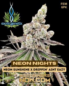 Neon Nights (feminized) - Exotic Genetix