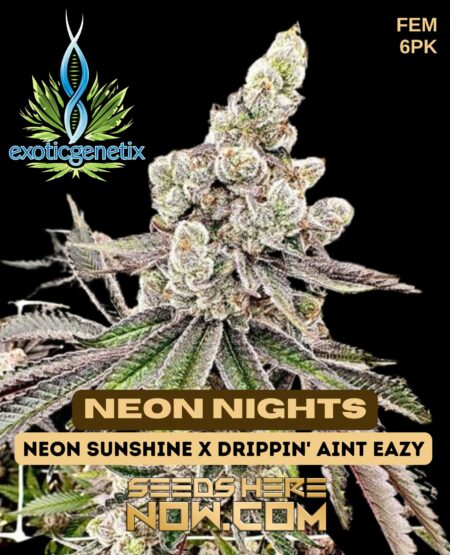 Neon nights (feminized) - exotic genetix