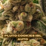 Pluto Cookies IBL (Autoflower) - Ethos Genetics