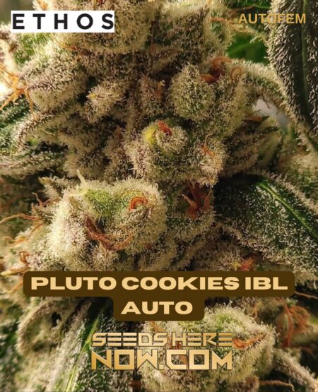 Pluto cookies ibl auto (autoflower) - ethos genetics