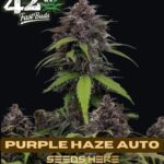 Purple Haze (Autoflower) - Fast Buds