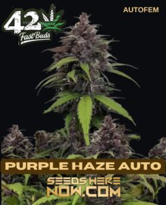 Purple Haze Auto (autoflower) - Fast Buds
