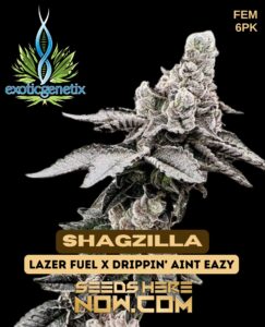 Shagzilla (feminized) - Exotic Genetix