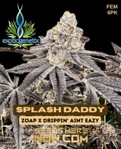 Splash Daddy (feminized) - Exotic Genetix
