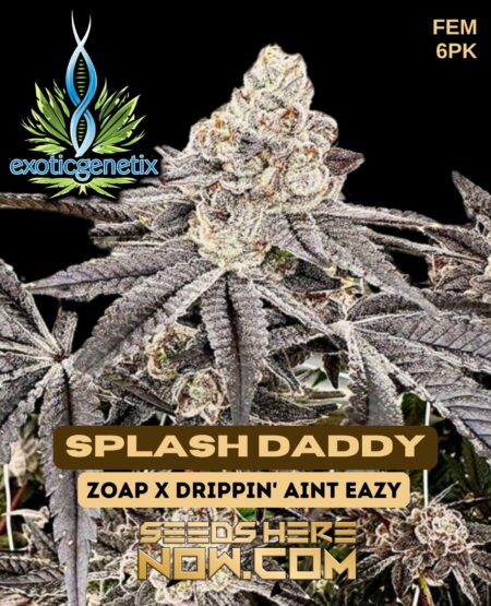 Splash daddy (feminized) - exotic genetix