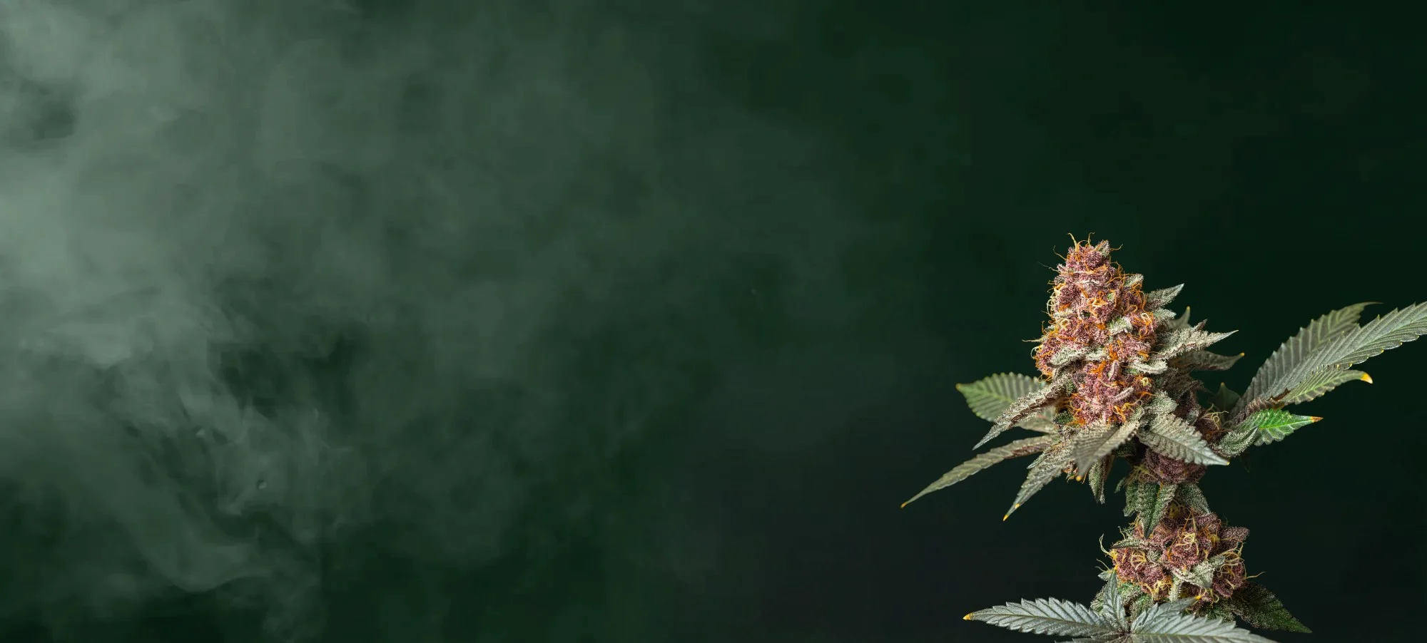 Autoflower Seeds Promotion