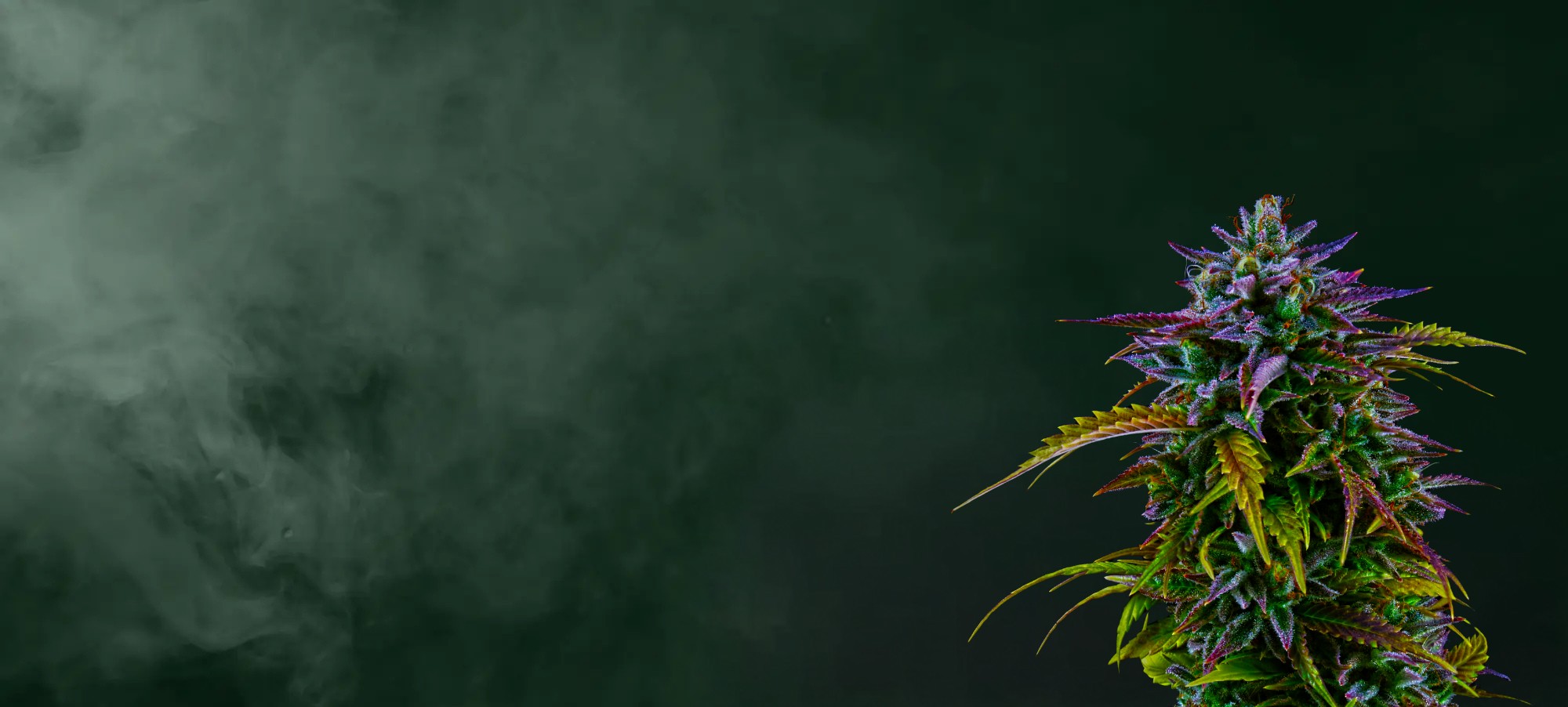 Autoflower Seeds Promotion