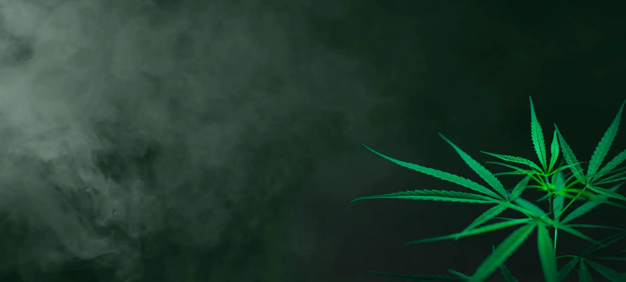 Autoflower Seeds Promotion