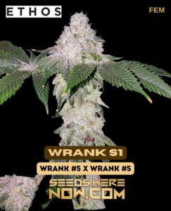 Wrank S1 (feminized) - Ethos Genetics
