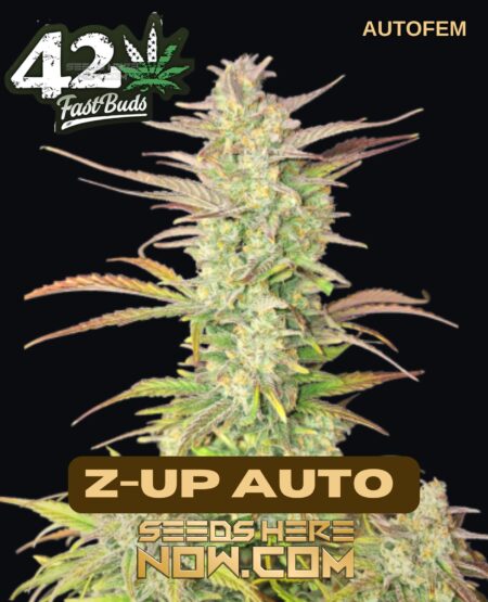Z-up Auto (autoflower) - Fast Buds
