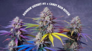 Rainbow Sherbet #11 X Candy Rain Strain Review
