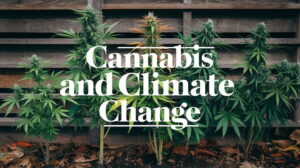 Cannabis climate change