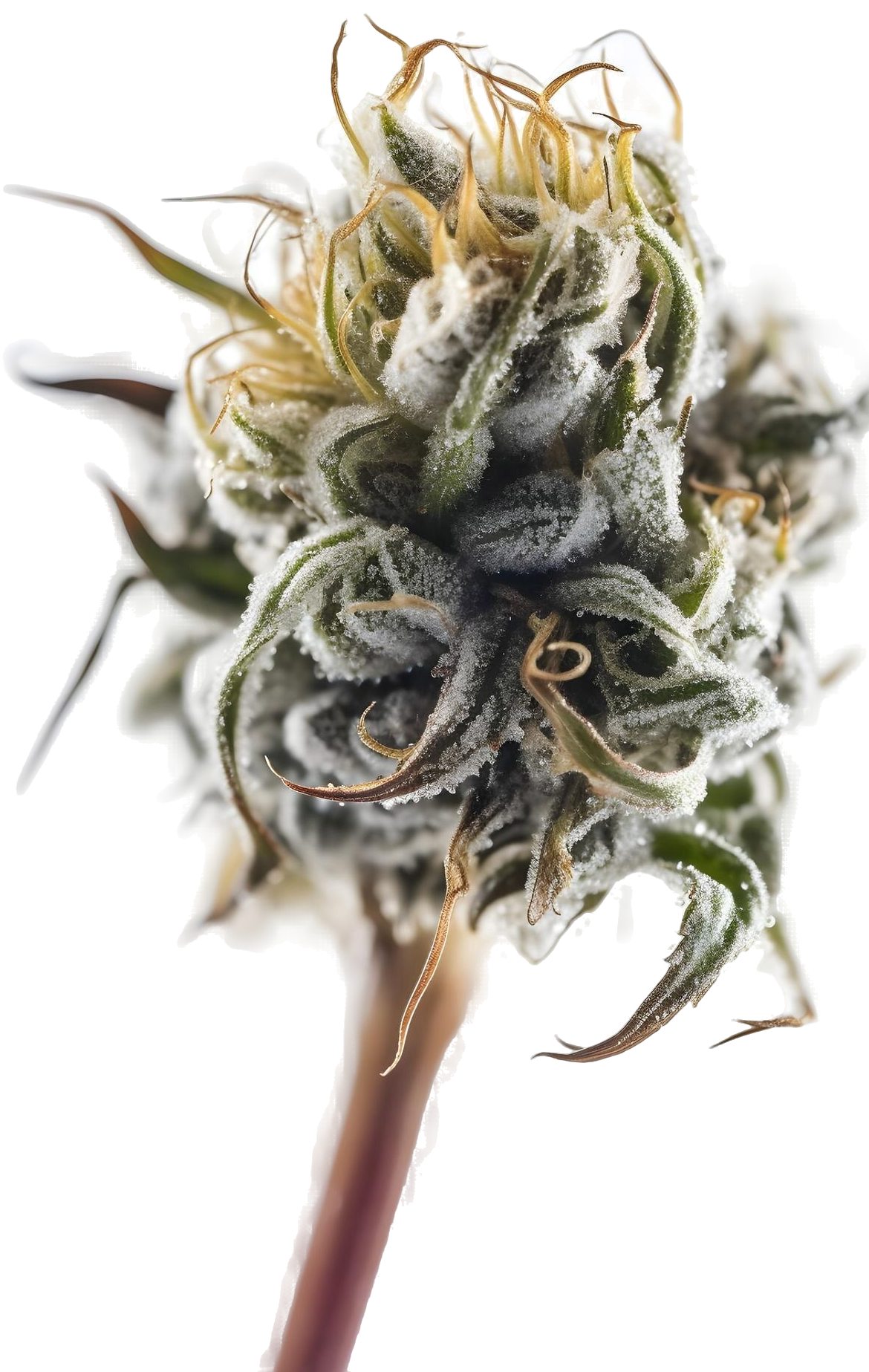 Cannabis Clones