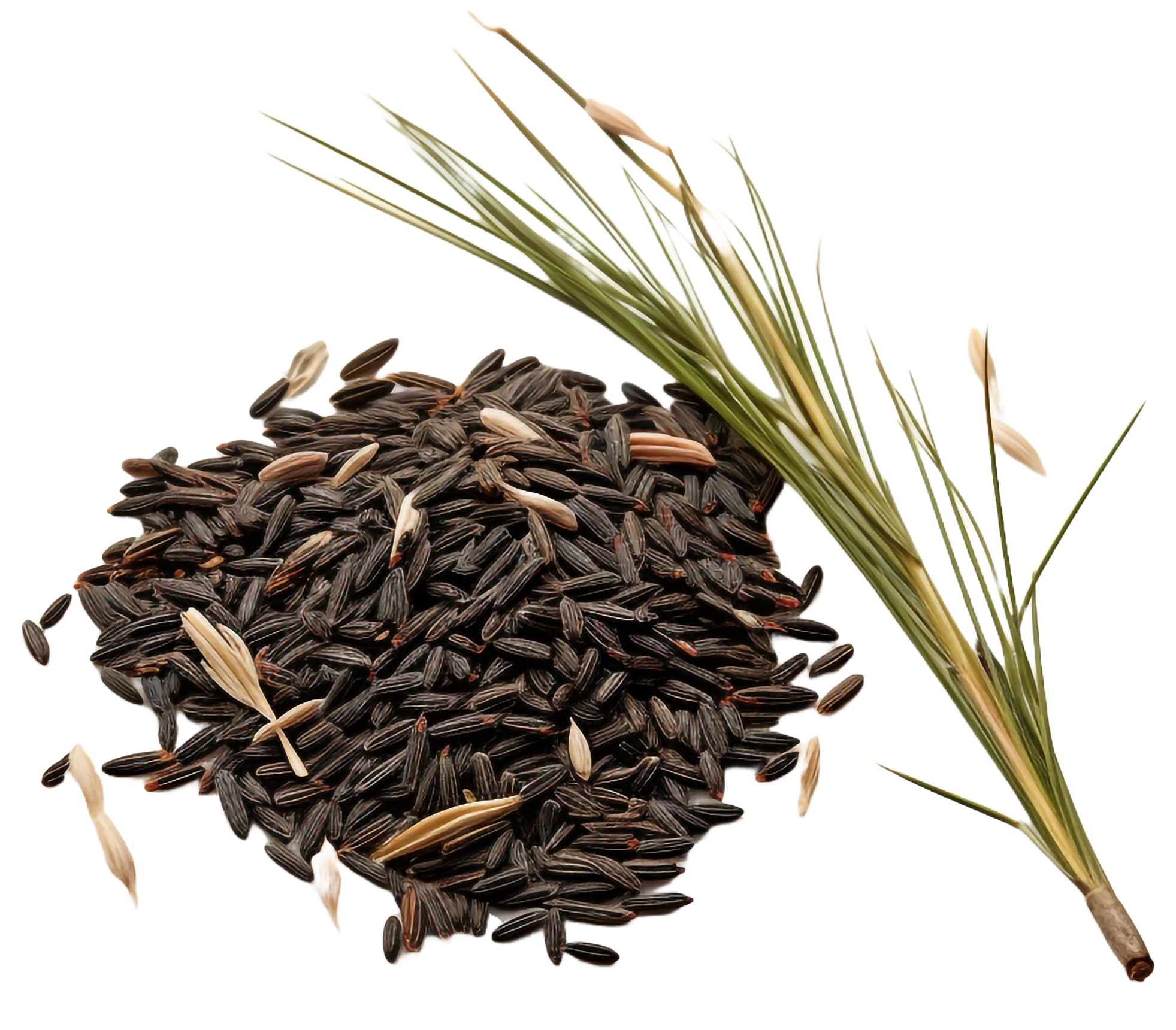 Feminized Seeds