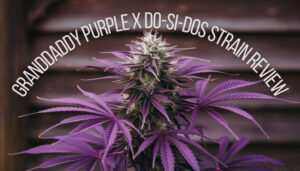 Granddaddy Purple X Do-si-dos Strain Review