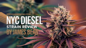 Nyc Diesel Strain Review And Information – NYC Diesel strain review