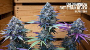 Oreo Rainbow Riot Strain Review And Information – Oreo Rainbow Riot strain review
