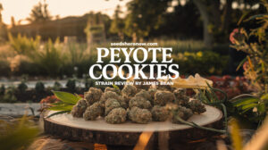Peyote Cookies Strain Review And Information – Peyote Cookies strain review