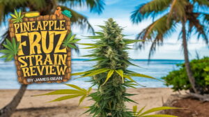 Pineapple Fruz Strain Review: A Tropical Treasure – Pineapple Fruz strain review