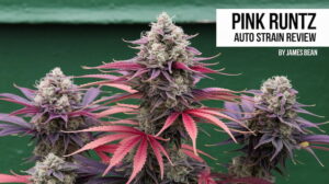 Pink Runtz Auto strain review