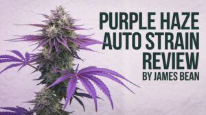 Purple Haze Auto strain review