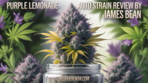 Purple Lemonade Auto strain review