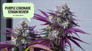 Purple Lemonade strain review