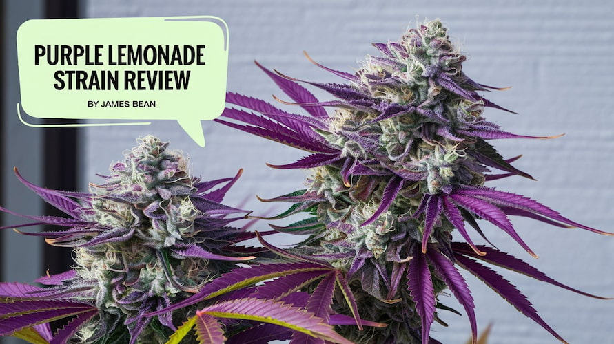 Purple Lemonade Strain Review and Information