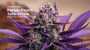 Purple Punch Auto strain review