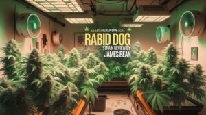 Rabid Dog strain review