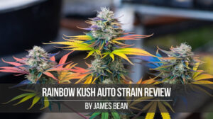 Rainbow Kush Auto strain review